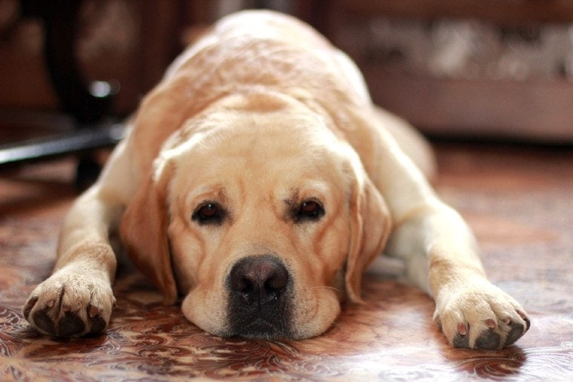Can Dogs Have Milk of Magnesia? Vet-Verified Uses & Potential Side Effects