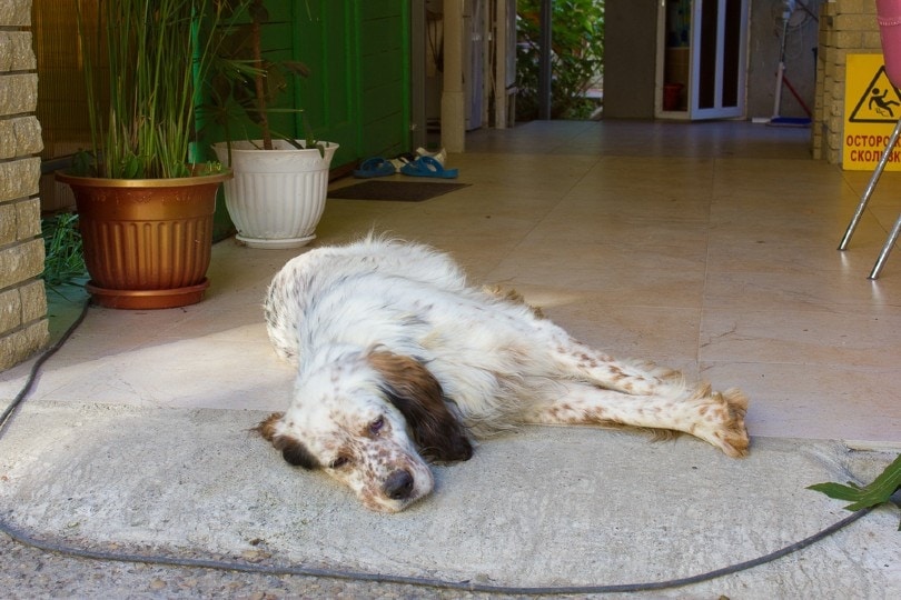 15 Potential Signs That Your Dog is Dying: Vet-Verified Facts