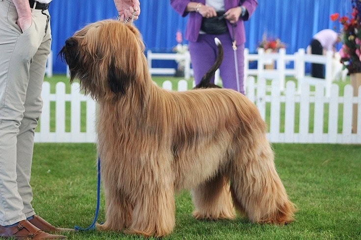 AKC vs CKC vs UKC Breed Registries: What’s the Difference?