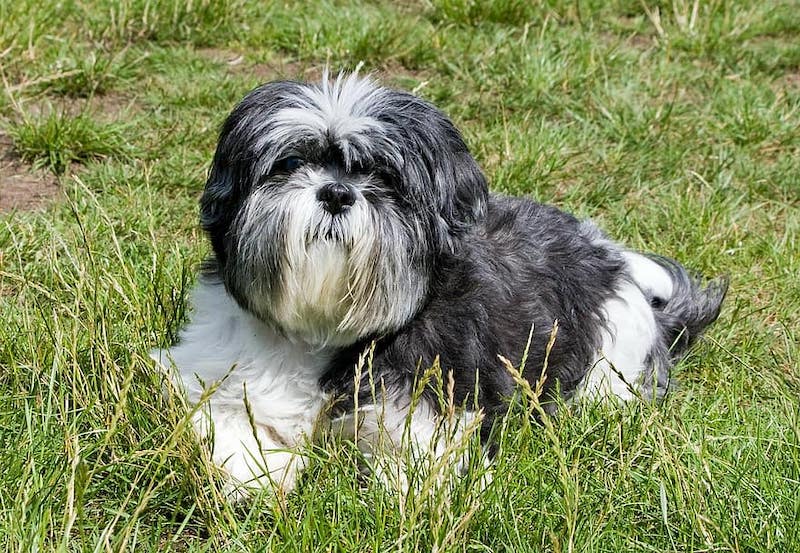 Affen Tzu (Affenpinscher & Shih Tzu Mix): Info, Pictures, Facts & Traits