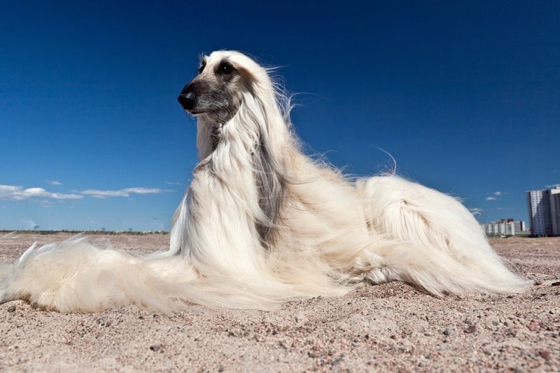 Top 15 Long-Haired Dog Breeds (With Info & Pictures)