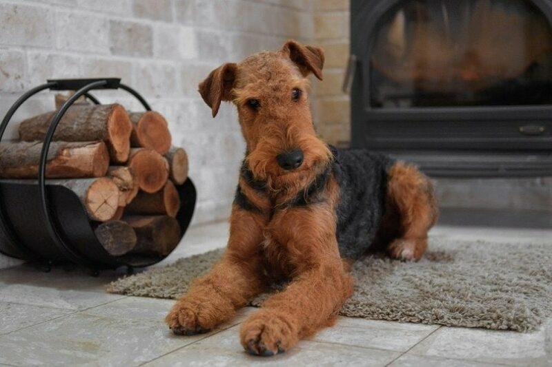 How Much Does an Airedale Terrier Shed? Grooming Tips & FAQ