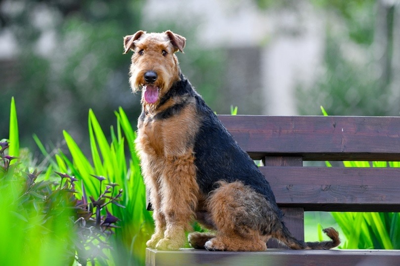 Are Airedale Terriers Good With Cats? Breed Temperament & Facts