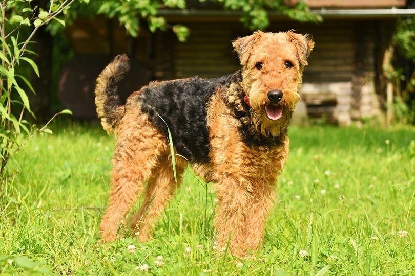 2 Beautiful Airedale Terrier Colors (With Pictures)