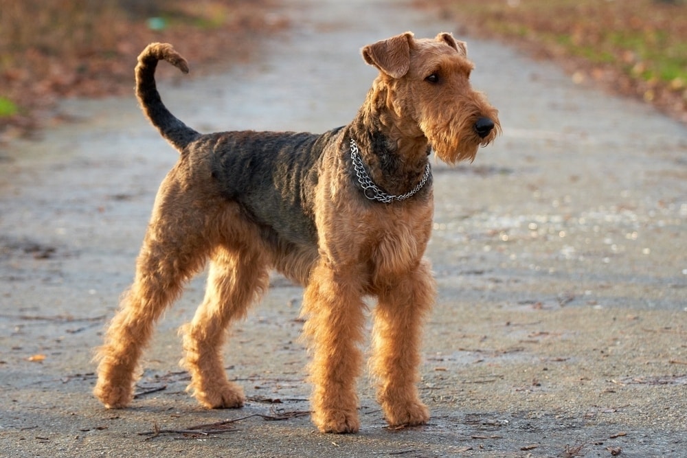 How Long Do Airedale Terriers Live? Vet Reviewed Average Lifespan, Data & Care