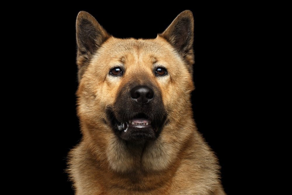 Akita Chow (Akita & Chow Chow Mix): Info, Pictures, Characteristics & Facts