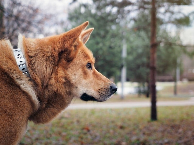 Akita Inu & Neapolitan Mastiff Mix (Nekita): Info, Pictures, Characteristics & Facts