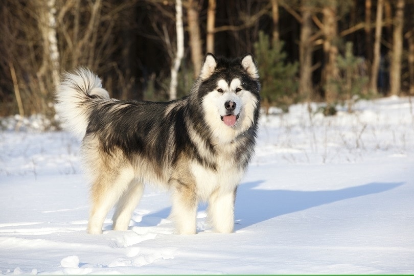 9 Best Dog Foods for Alaskan Malamutes - 2026 Reviews & Top Picks