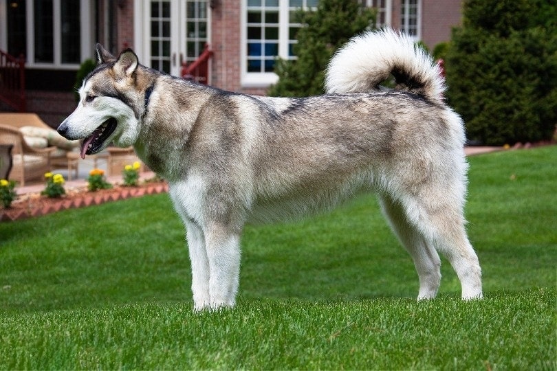 Is an Alaskan Malamute a Good Guard Dog? Read Before You Bring One Home