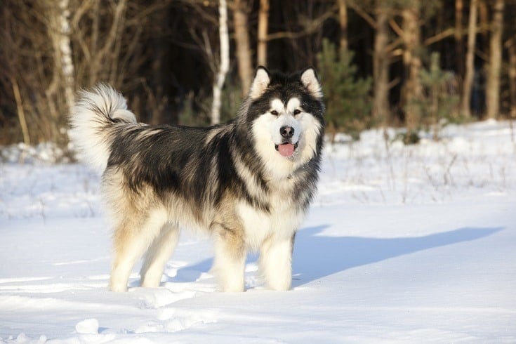 Alaskan Malamute Dog Breed Info: Pictures, Traits & Facts