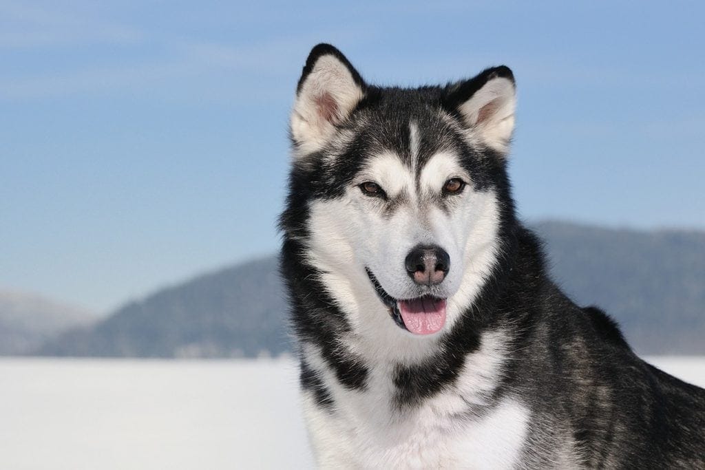 15 Alaskan Malamute Pros & Cons to Know Before You Get One