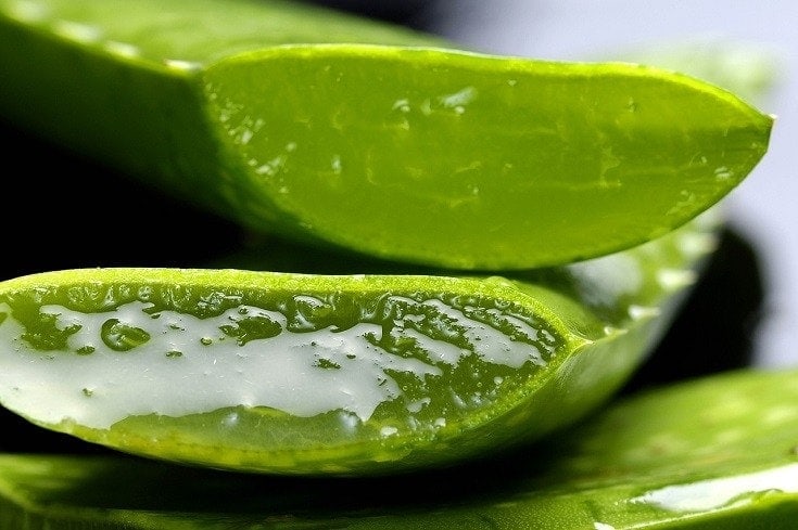 Is Aloe Vera Poisonous to Dogs? Vet Reviewed Facts & FAQ