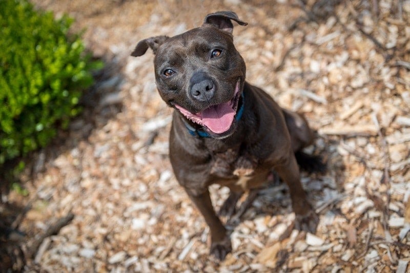 9 Ways to Keep Your Dog Out of Mulch - Quick & Easy Guide