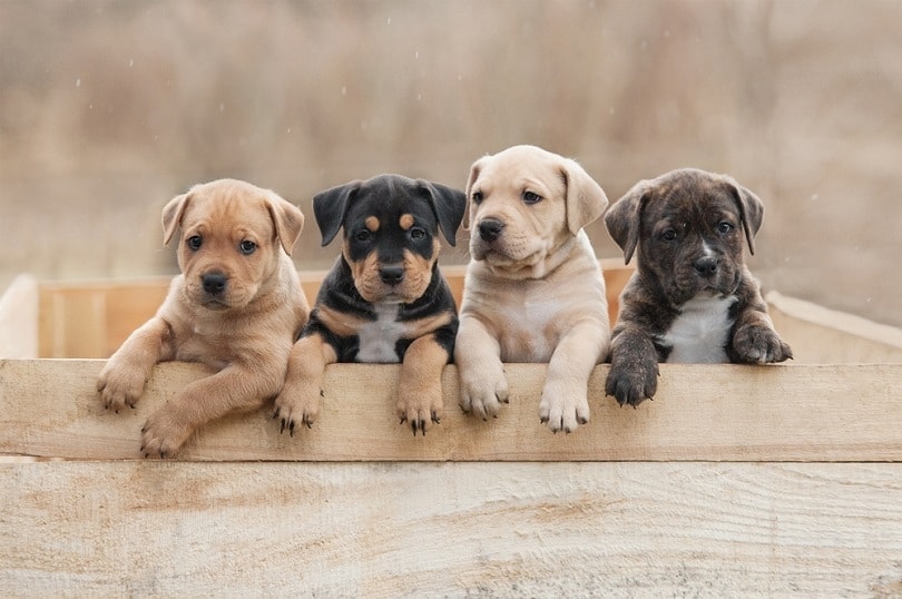 How to Find Reputable Dog Breeders in Your Area (2026 Guide)