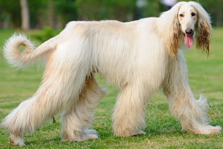 10 Dog Breeds With Long Ears (With Info & Pictures)