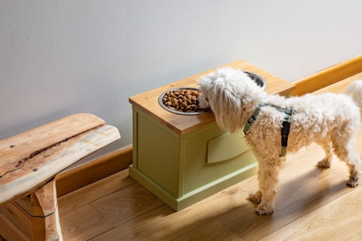 8 Best Elevated Dog Bowls - 2026 Reviews & Top Picks