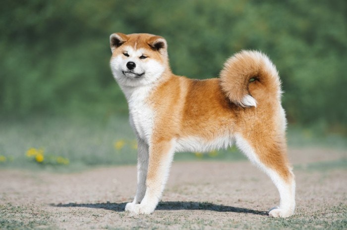 16 Five-Letter Dog Breeds: A Complete Overview (With Info & Pictures)