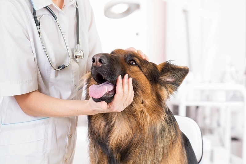 vet holding a german shepherd