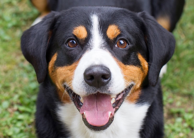 Appenzeller Mountain Dog: Info, Pictures, Characteristics & Facts