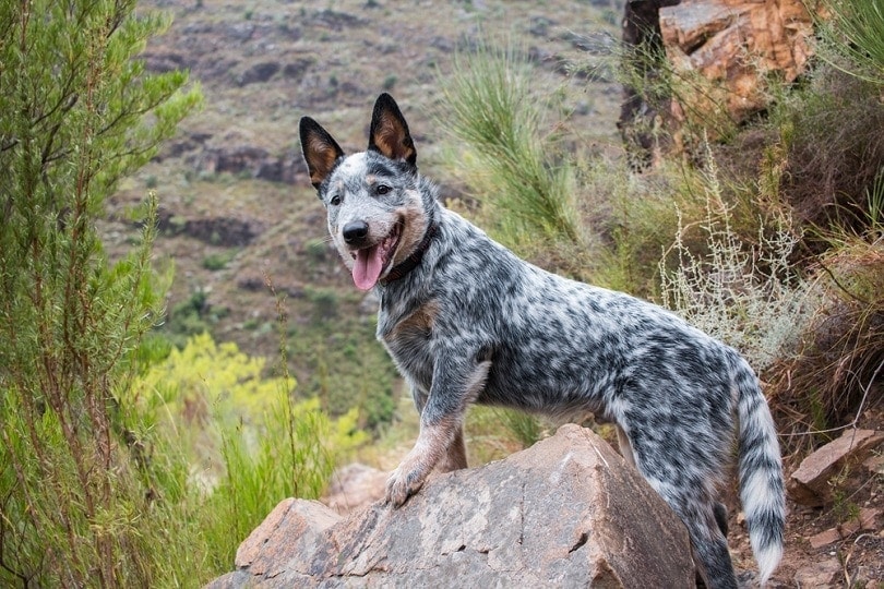 3 Australian Cattle Dog Colors & Markings (With Pictures)