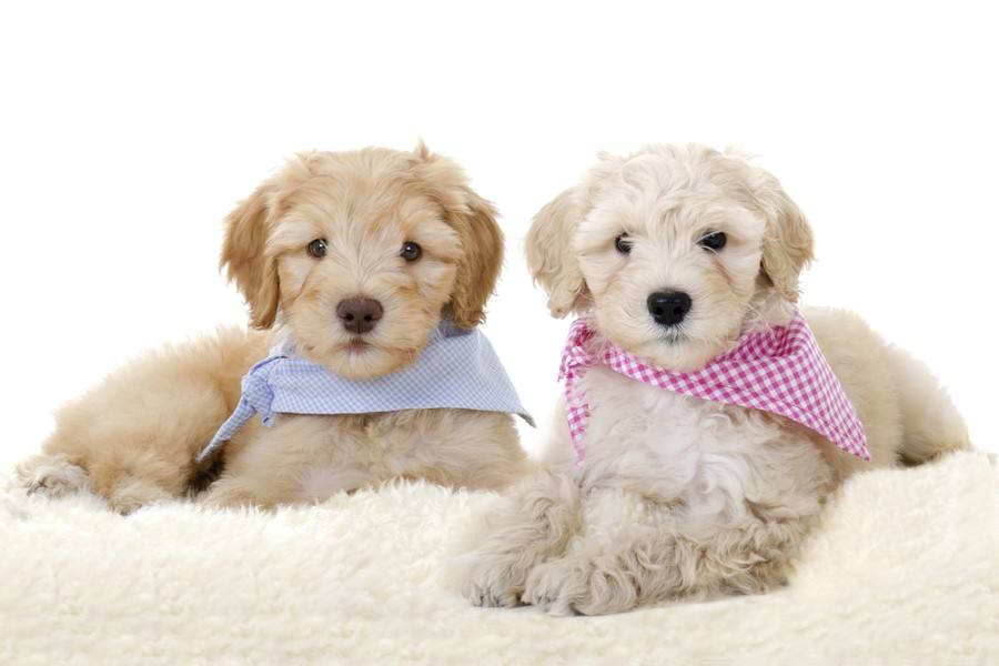 How To Train a Labradoodle: 15 Vet Reviewed Tips