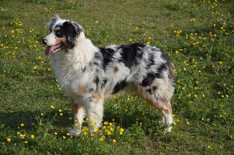 12 Australian Shepherd Colors, Markings & Patterns (With Pictures)