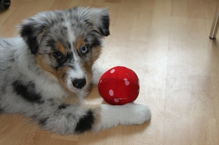Australian Shepherd puppy