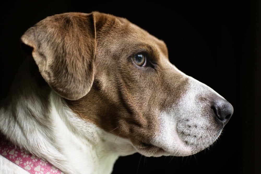 Ba-Shar (Basset Hound & Shar-Pei Mix): Info, Pictures, Care & More
