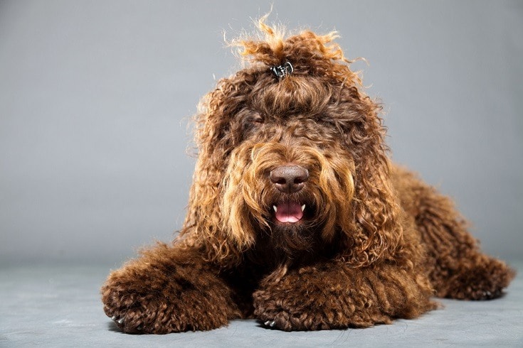 Barbet Dog Breed: Info, Pictures, Characteristics & Facts