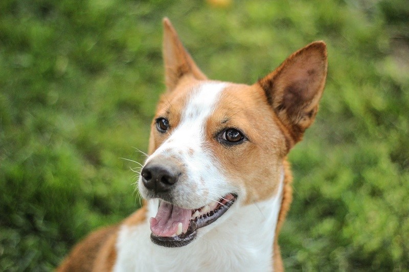Basenji Dog Breed: Info, Pictures, Characteristics & Facts