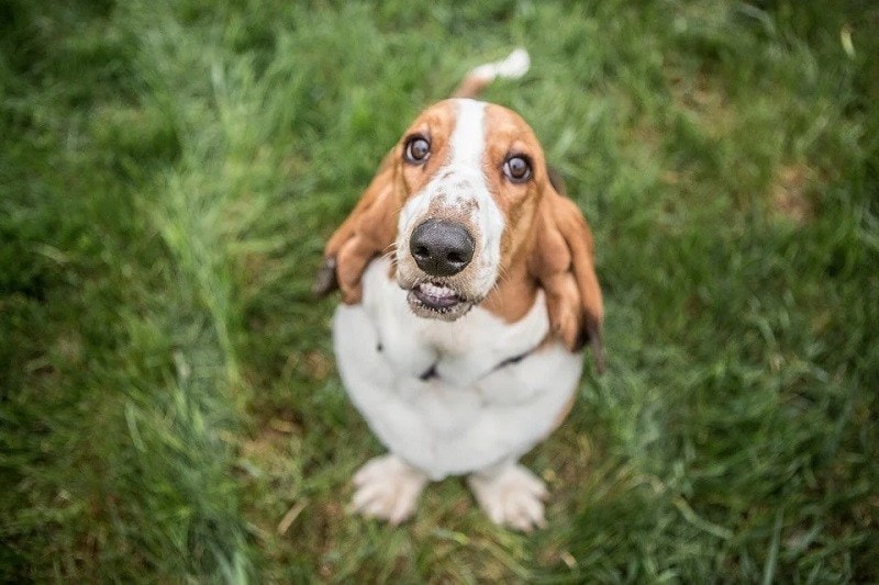 How Smart Are Basset Hounds? Average Intelligence & Personality Facts