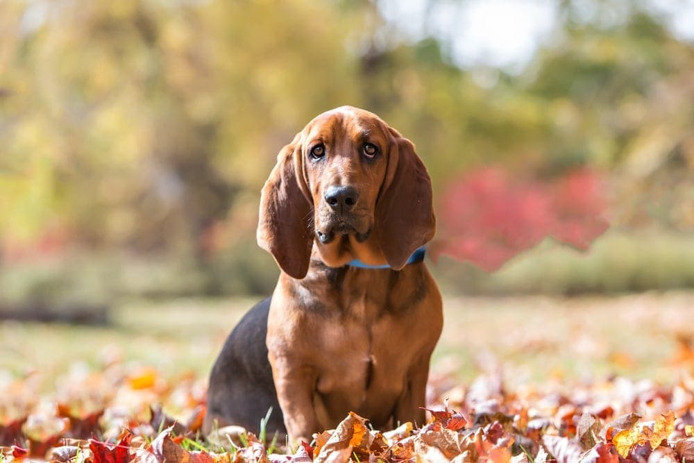 Are Basset Hounds Hypoallergenic? Vet-Verified Facts & Info