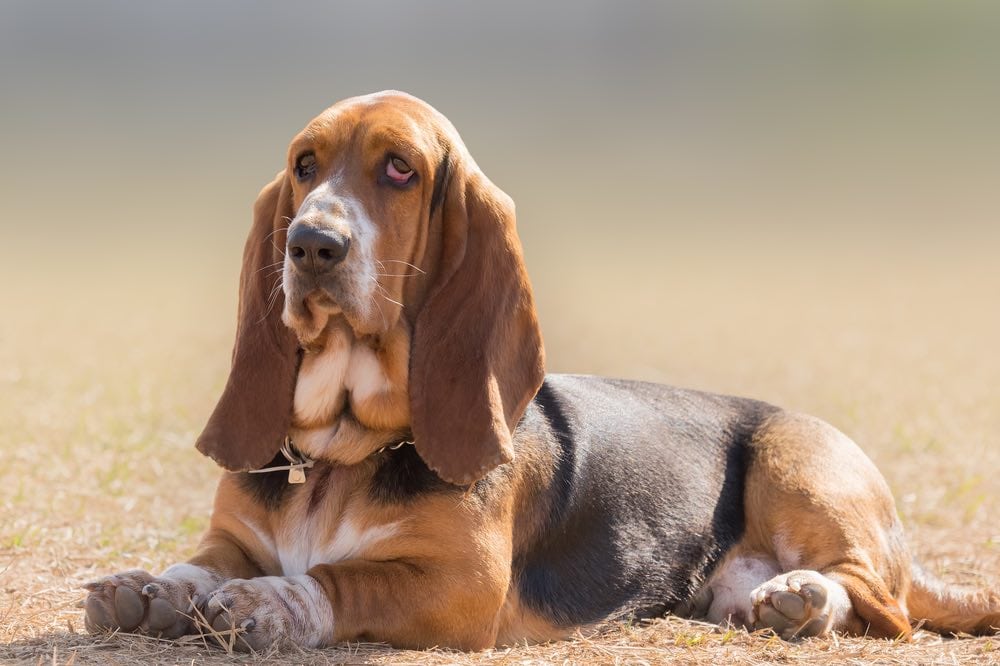 10 Dog Breeds With Floppy Ears (With Info & Pictures)