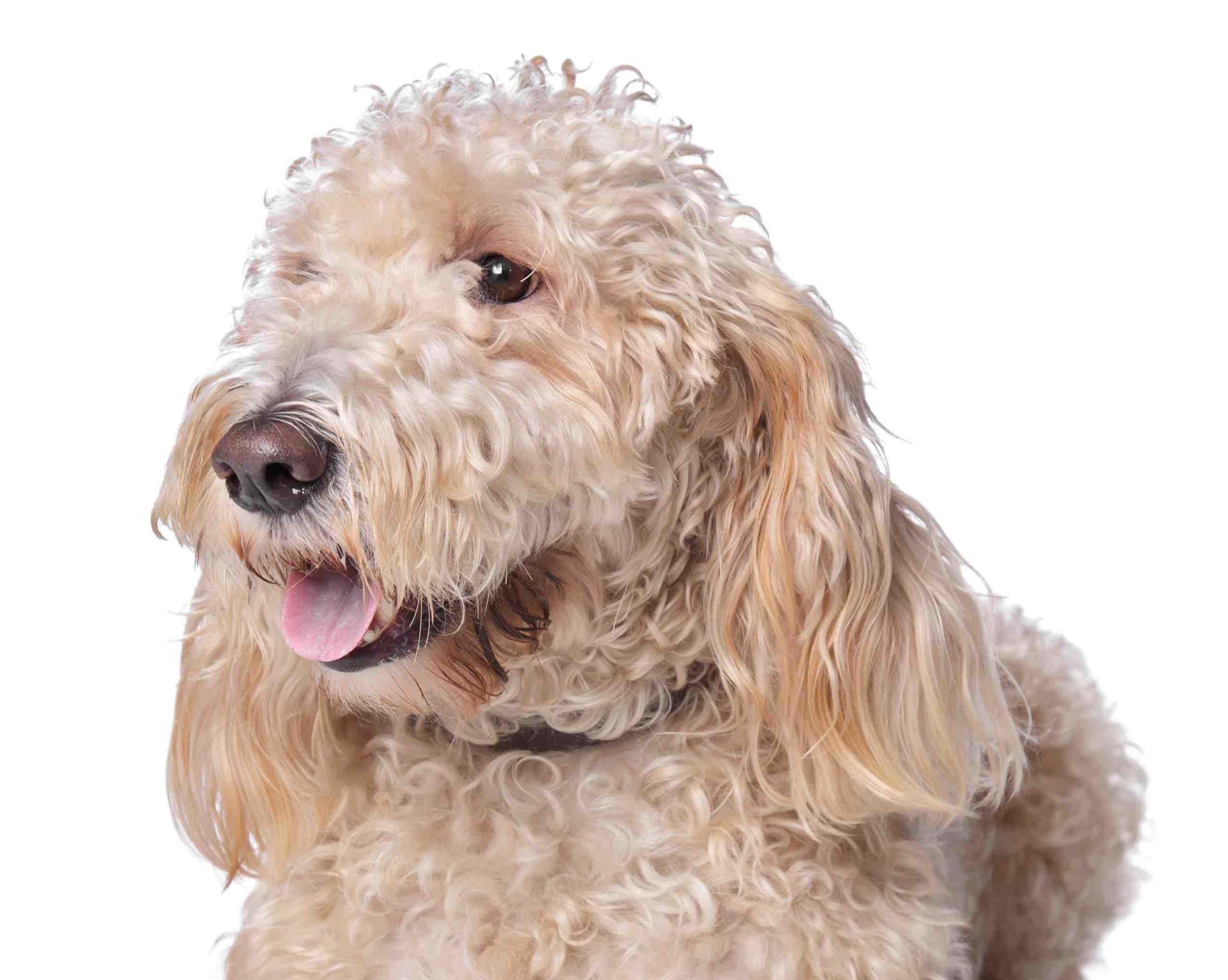 Bassetoodle (Basset Hound & Poodle Mix): Info, Pictures, Characteristics & Facts