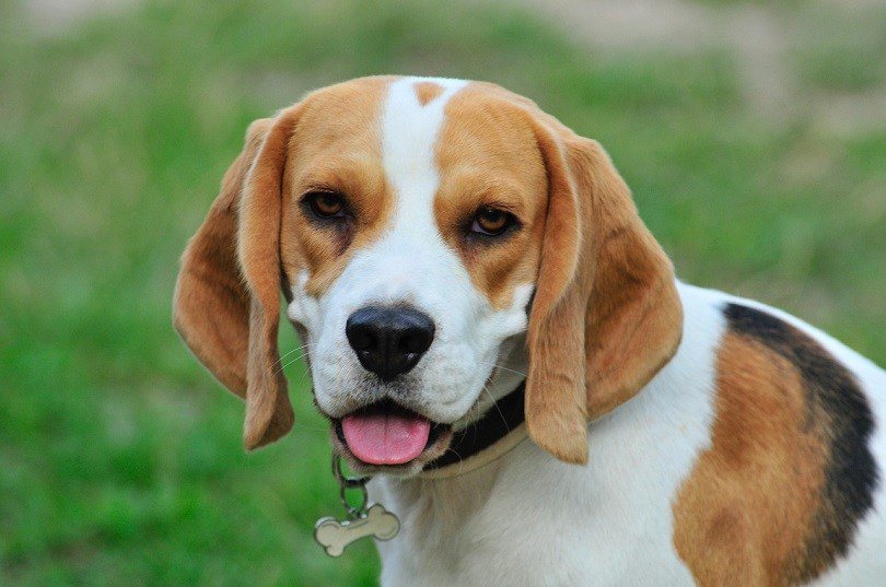 How Much Should You Feed a Beagle? Feeding Chart & Health Tips