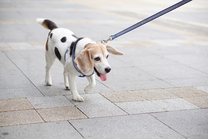 Beaglematian (Beagle & Dalmatian Mix): Info, Pictures, Care & More