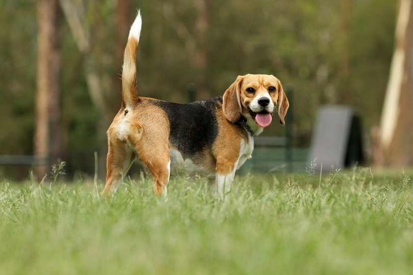 How Much Does a Beagle Cost? (2026 Price Guide)