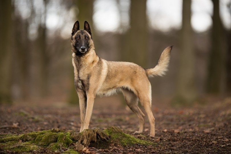 How Big Do Belgian Malinois Get? Vet-Verified Growth & Weight Chart