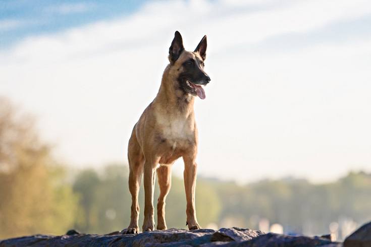 Why Do Navy SEALs Only Use Belgian Malinois Dogs?