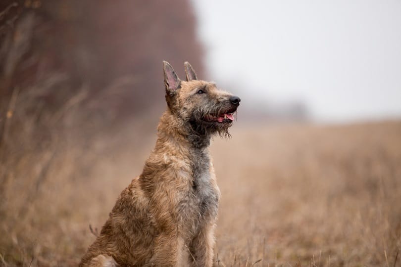 Belgian Laekenois Dog Breed: Info, Pictures, Characteristics & More