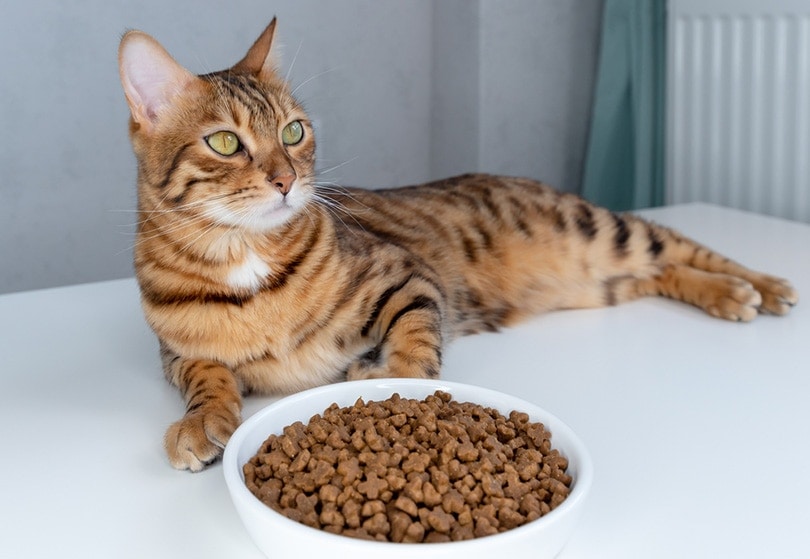 Cat Not Eating After Move, Are They Alright? Vet-Approved Facts & Tips