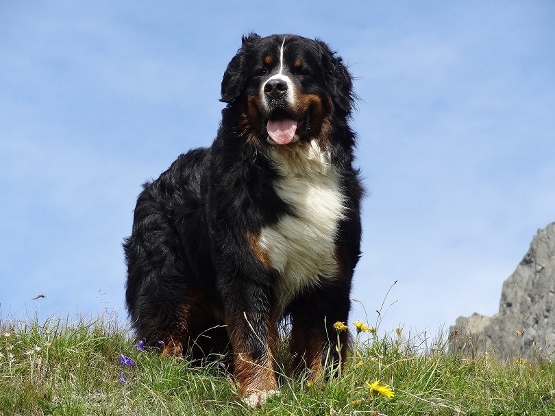 What Were Bernese Mountain Dogs Bred For? Breed History Explained