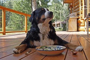 9 Best Low Phosphorus Dog Foods - 2026 Reviews & Top Picks
