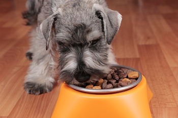 11 Best Dog Foods Made in the USA — 2026 Reviews & Top Picks