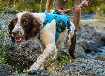 9 Best Dog Harnesses for Running in 2026 - Review & Guide