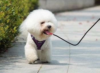 10 Best Dog Harnesses for Small Dogs in 2026 - Reviews & Top Picks