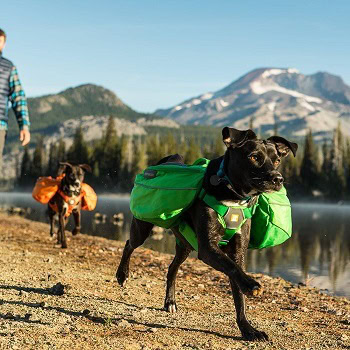 10 Best Dog Saddle Bags in 2026 - Reviews & Top Picks