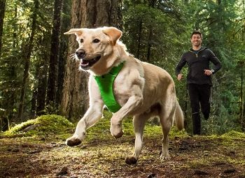 10 Best Front-Clip Dog Harnesses of 2026 - Reviews & Top Picks