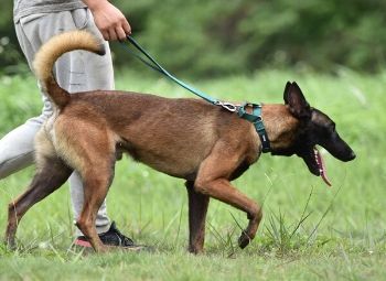 9 Best Martingale Dog Collars in 2026 - Reviews & Top Picks