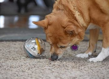 9 Best Toys to Keep Dogs Busy in 2026 - Top Picks & Reviews